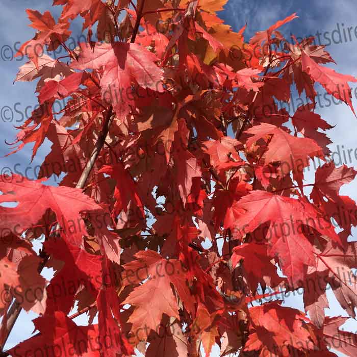 Acer rubrum 'Red Sunset' 150-165cm bare root maple tree.