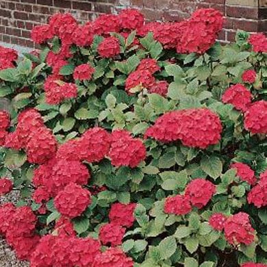 Hydrangea macrophylla 'Masja Sibilla' pot grown deciduous shrub.