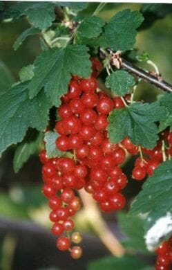 Ribes rubrum 'Jonkheer van Tets' (red currant) 3L pot grown plant.
