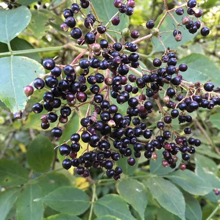 Sambucus nigra (Elder) 60/80cm bare root plant.