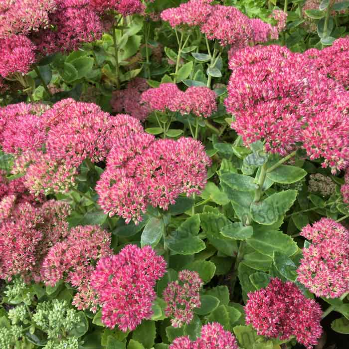 Sedum telephium 'Autumn Joy' pot grown perennial plant.