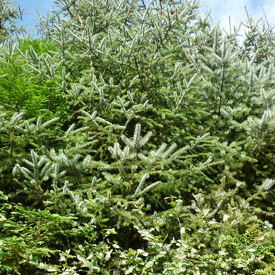 Bareroot Picea sitchensis Sitka Spruce Pine 30-50cm