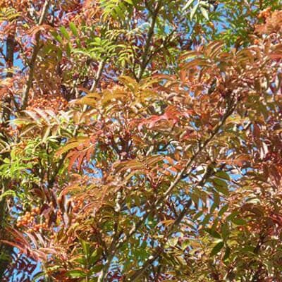 Sorbus commixta (Japanese Mountain Ash) bare root tree.