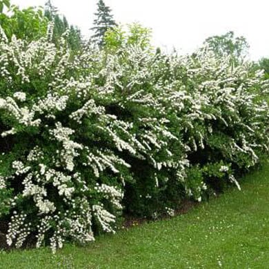 Spiraea nipponica 'Snowmound' pot grown shrub.