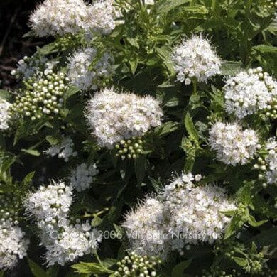 Spiraea albiflora white flowering shrub 3L pot grown.
