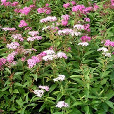 Spiraea japonica 'Shirobana' pot grown dwarf deciduous shrub.
