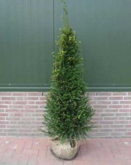 Taxus baccata (English yew) 120-150cm rootball hedge plant.