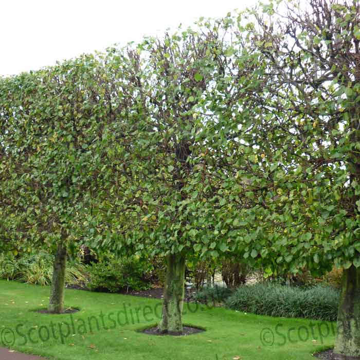 Tilia cordata (small-leaved lime) 150-175cm bare root pleached trees.