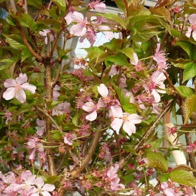 Prunus nipponica 'Ruby Dwarf' pot grown flowering cherry plant.