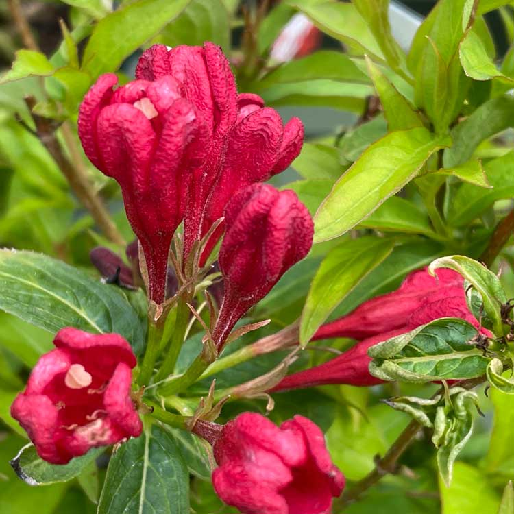 Weigela 'All Summer Red' pot grown deciduous shrub.