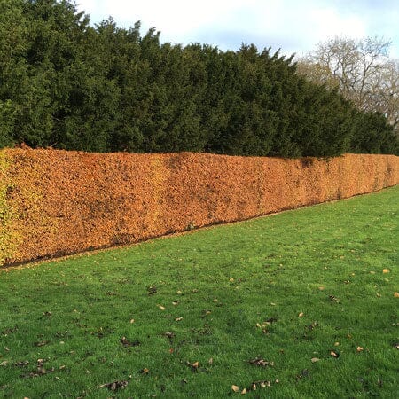 Fagus sylvatica (Green Beech) bare root hedging 60–80cm plant.