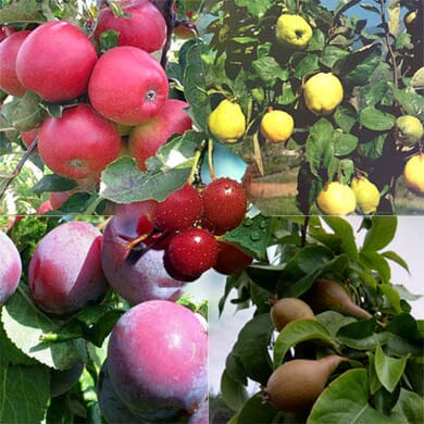 Rootstock - Fruit Trees - Information