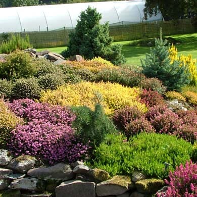 Heathers Planting and Care Guide