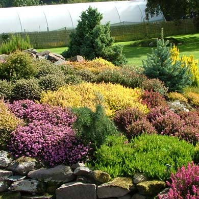 Heathers Planting and Care Guide