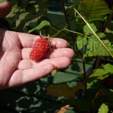 Tayberry - Planting and Care