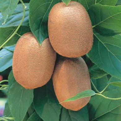 Kiwi Fruit - Planting and Care Guide