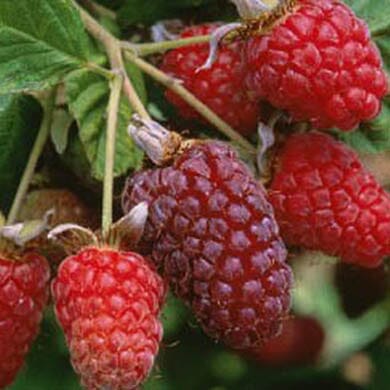 Loganberry - Planting and Care Guide - Scotplants Direct UK