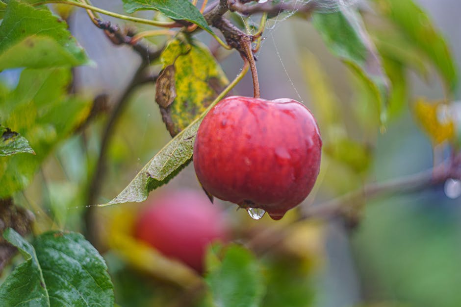 A vibrant red apple with a water droplet on a tree branch, showcasing nature's beauty outdoors.