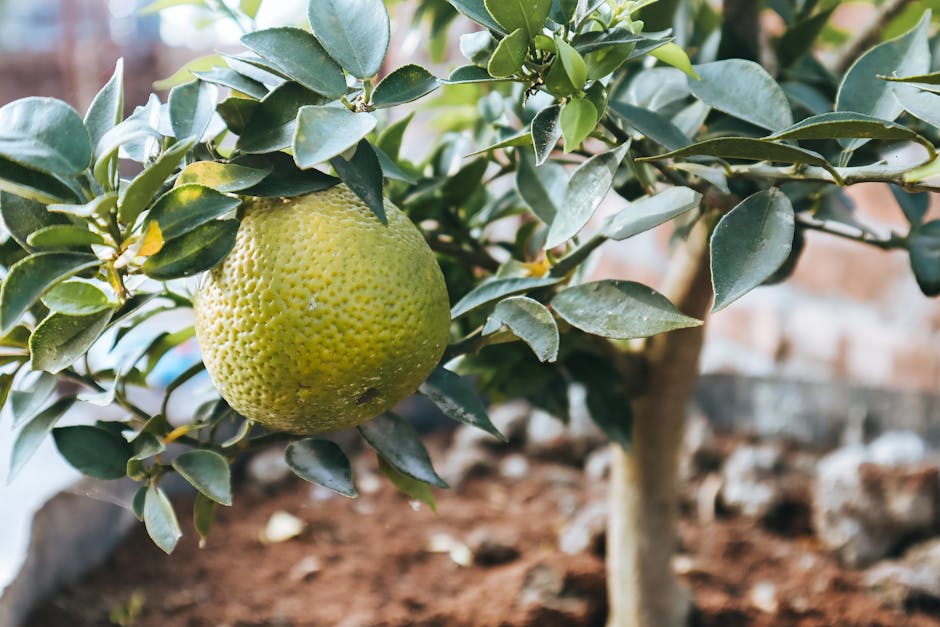 A detailed close-up of a citrus fruit growing on a tree branch against a natural background.