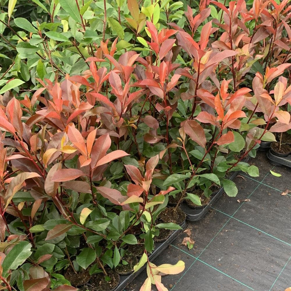 Photinia x fraseri Red Robin evergreen hedge plant with vibrant red new growth