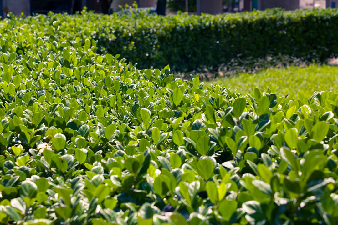 Introducing Hedging Plants Transform Your Garden Today