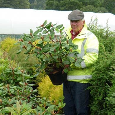 Pot Grown Guide - How To Plant A Pot Grown Plant