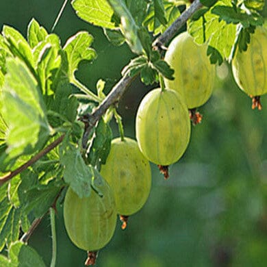Gooseberries (Bareroot) - Planting and Care Guide