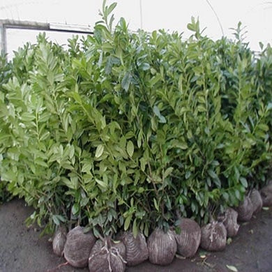 Rootball - Planting and Care Guide