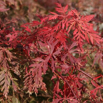 Delicate, deeply lobed red leaves of a Japanese maple tree are shown in close-up, with sunlight highlighting their vibrant color and fine texture.