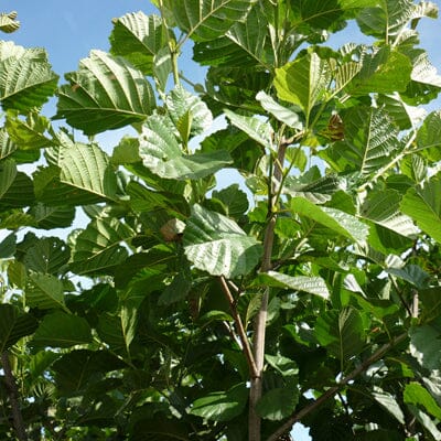 Close-up view of lush green leaves and branches of a tree against a blue sky, with sunlight illuminating the textured, serrated foliage.