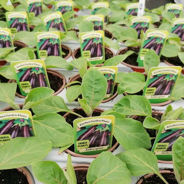 Rows of small potted aubergine (eggplant) seedlings with green leaves, each pot labeled with a tag showing images of mature aubergines and reading Kitchen Garden Plants—Edible Plants—Aubergine.
