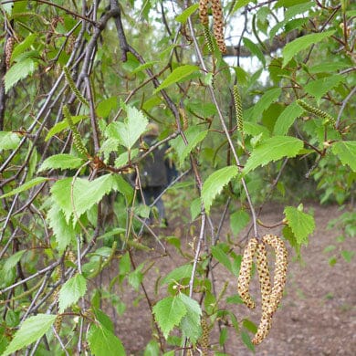 Branches of a tree with green leaves and long, brown, cylindrical catkins hanging down, set against a blurred outdoor background.