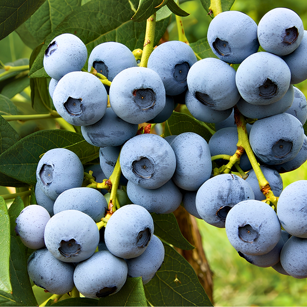 Blueberry bushes laden with clusters of ripe and unripe berries grow in a sunny field, surrounded by green leaves and rows of other bushes in the background.