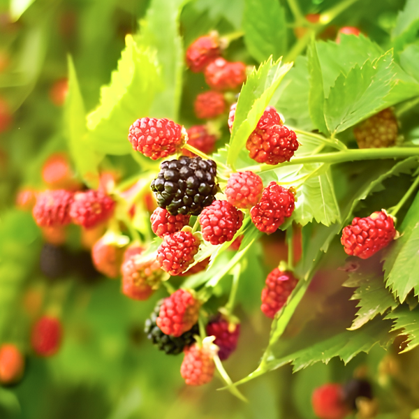 Close-up of unripe blackberry fruits growing on a plant with green and slightly yellowing leaves; other plants and pots are visible in the blurred background.