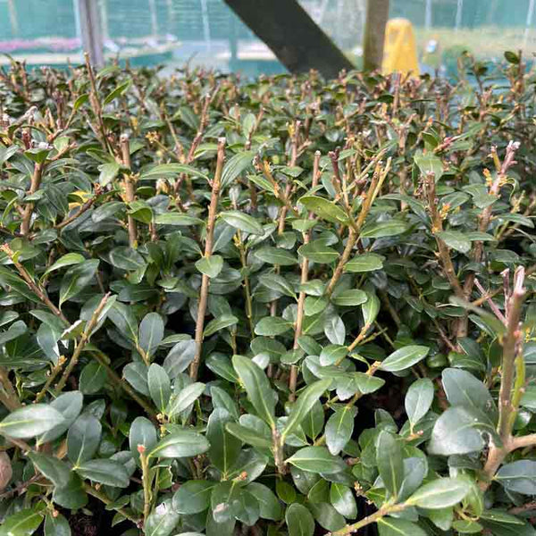 Close-up of dense green shrub cuttings with glossy leaves in a greenhouse setting, with blurred fencing and structures in the background.