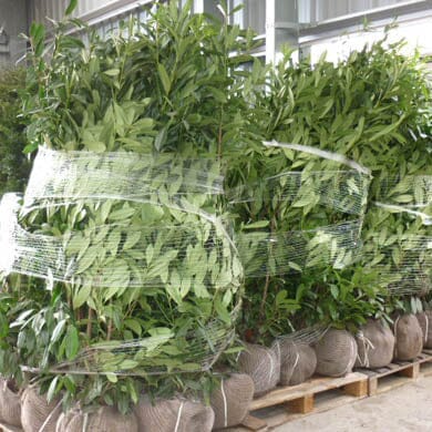Several large leafy plants with roots wrapped in burlap are secured with plastic wrap and stacked on pallets inside a greenhouse or nursery setting.