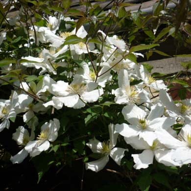 Cluster of blooming white clematis flowers with green leaves and stems, basking in sunlight. Some petals reflect bright light, while background is shaded by foliage.