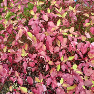 A bush with numerous oval leaves in shades of pink, red, and a few light green. The vibrant foliage gives a colorful, autumn appearance.