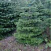 A small, lush evergreen tree stands among larger evergreen trees in an outdoor setting with grass and soil visible on the ground.