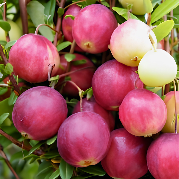 Close-up of bright red cranberries and green leaves on thin, reddish stems, with water droplets visible on the fruit and foliage.