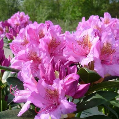 Clusters of bright pink rhododendron flowers in full bloom with green leaves, set against a blurred background of foliage and sky.