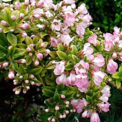 A cluster of green leaves and small, delicate pink flowers in bloom, with unopened buds and a leafy background.