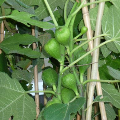 A cluster of unripe green figs growing on a fig tree, surrounded by large green leaves and wooden stems.