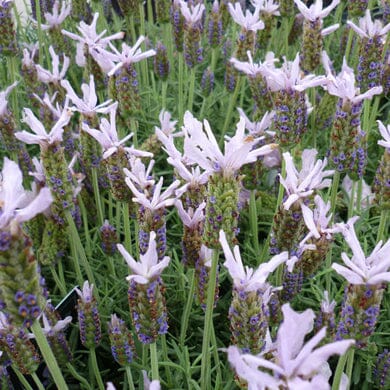 Close-up of numerous light purple lavender flowers in bloom, with long green stems and narrow leaves, densely packed together in a garden setting.
