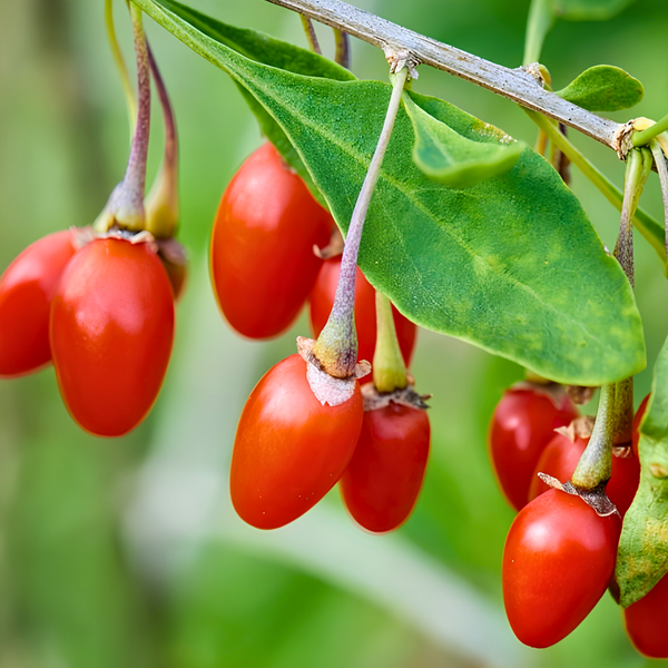 Close-up of bright red goji berries hanging from a leafy green branch, with a blurred green background.