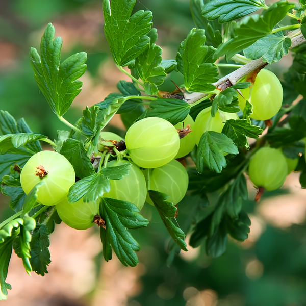 Close-up of green gooseberries growing on a leafy plant branch, showing their striped skin and translucent texture with surrounding green leaves in the background.