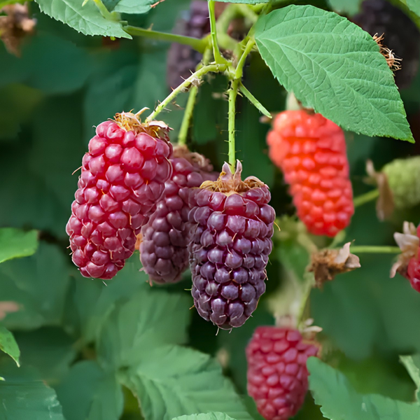 Clusters of green grapes hang from a vine surrounded by green leaves against a bright blue sky.