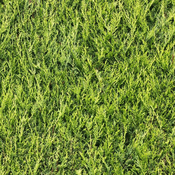 Dense, vibrant green foliage of a coniferous shrub or bush, with fine, needle-like leaves covering the entire image, creating a lush, textured natural background.
