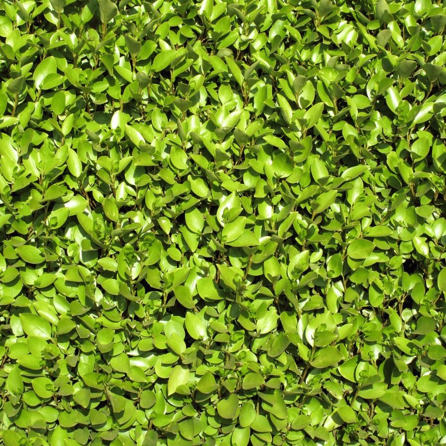 A dense, vibrant green hedge with closely packed, shiny leaves, forming a lush, leafy wall. Sunlight highlights the natural texture and fresh color of the foliage.