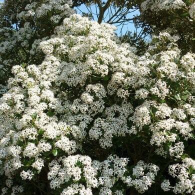 A dense cluster of small white flowers covers green leafy branches on a tree, set against a blue sky.